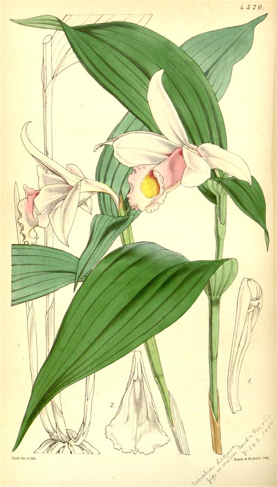 Sobralia sessilis (= decora) - Curtis v. 77 ser. 3 (1851) pl. 4570