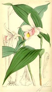 Sobralia sessilis (= decora) - Curtis v. 77 ser. 3 (1851) pl. 4570