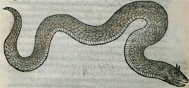 Snake of the genus Cerastes - Belon Pierre - 1554