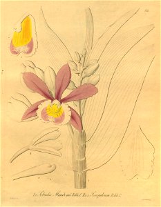Sobralia dichotoma (as Sobralia mandonii) - Sobralia scopulorum - Xenia 2 pl 175