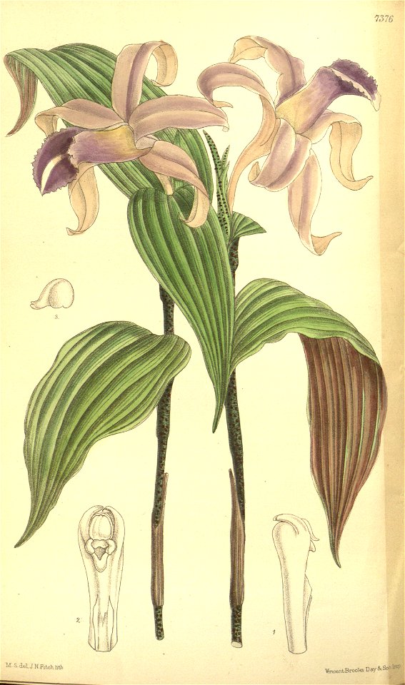 Sobralia sessilis (S. decora) - Curtis v. 120 (ser. 3 no. 50) pl. 7376