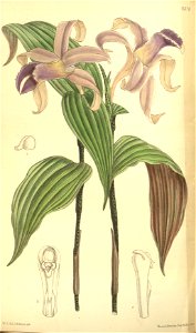 Sobralia sessilis (S. decora) - Curtis v. 120 (ser. 3 no. 50) pl. 7376