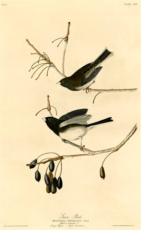 Snow Bird (Audubon)