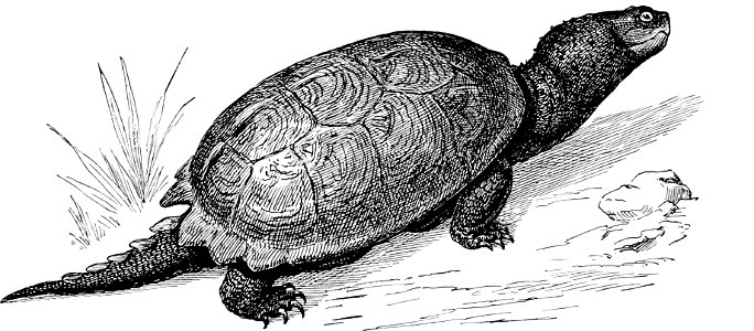 Snapping Turtle-TSF 0009. Free illustration for personal and commercial use.
