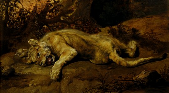 Frans Snyders - Lying Lioness. Free illustration for personal and commercial use.