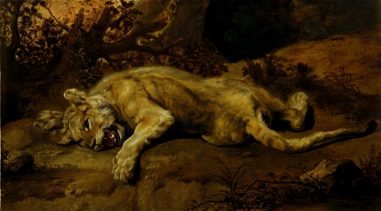 Frans Snyders - Lying Lioness