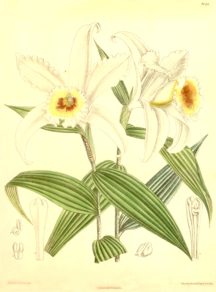 Sobralia leucoxantha - Curtis' 115 (Ser. 3 no. 45) pl 7058 (1889)