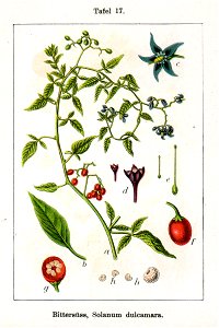 Solanum dulcamara Sturm17