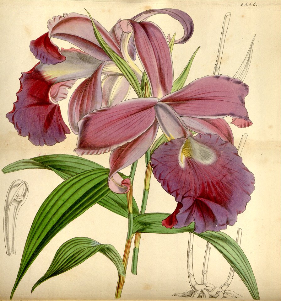 Sobralia macrantha - Curtis' 75 (Ser. 3 no. 5) pl. 4446 (1849)