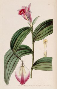 Sobralia sessilis (S. decora) - Edwards v. 27 (1841) pl. 17