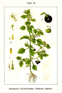 Solanum nigrum Sturm16