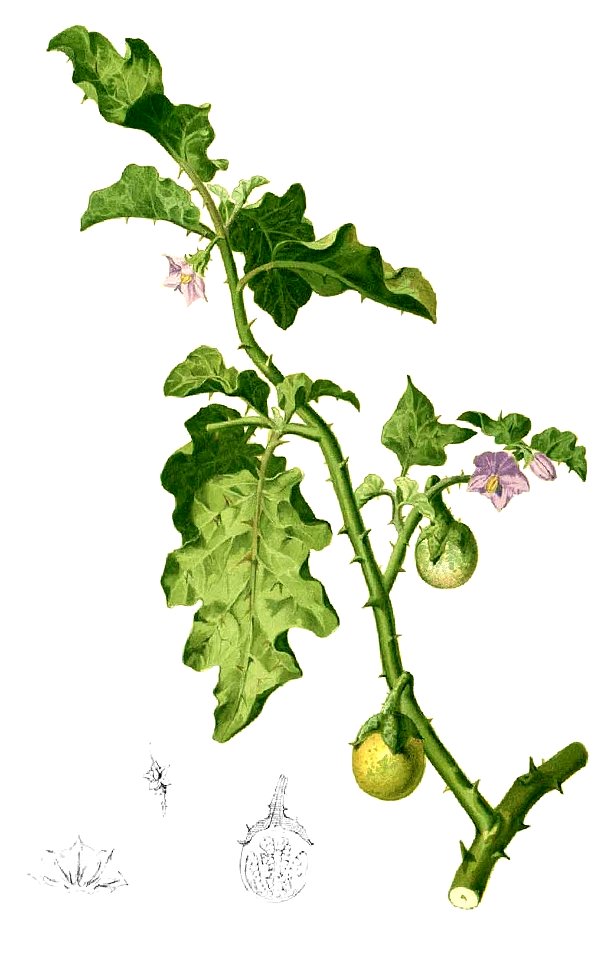 Solanum sp Blanco1.49-cropped