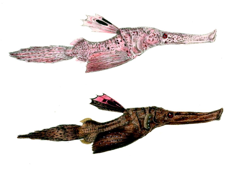 Solenostomus cyanopterus var