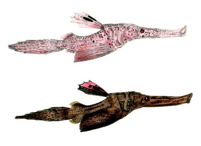 Solenostomus cyanopterus var