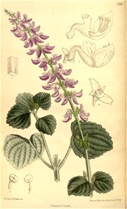 Solenostemon godefroyae 139-8511