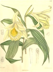 Sobralia xantholeuca - Curtis' 120 (Ser. 3 no. 50) pl 7332 (1894)
