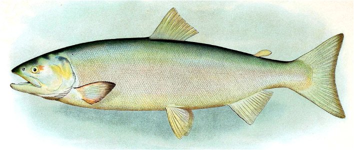 Sockeye female
