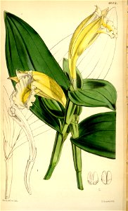 Sobralia macrophylla (= chlorantha- - Curtis v. 78 pl .4682. Free illustration for personal and commercial use.