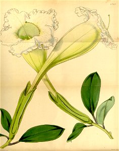 Solandra longiflora (as S. laevis) Bot. Mag. 74.4345