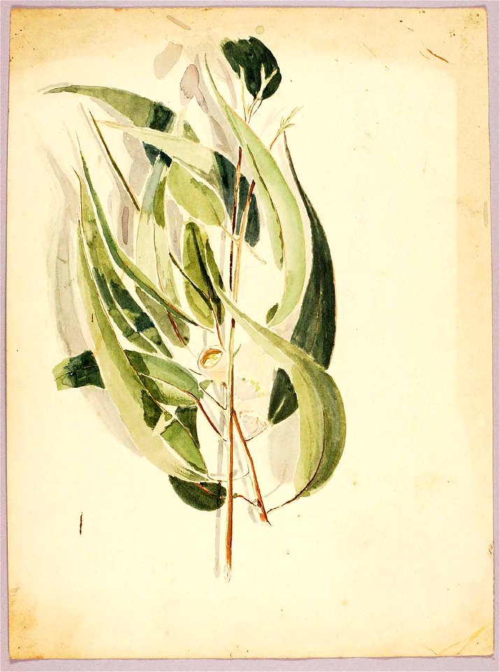 Solon H. Borglum - Plant Study - 1971.446.157 - Smithsonian American Art Museum