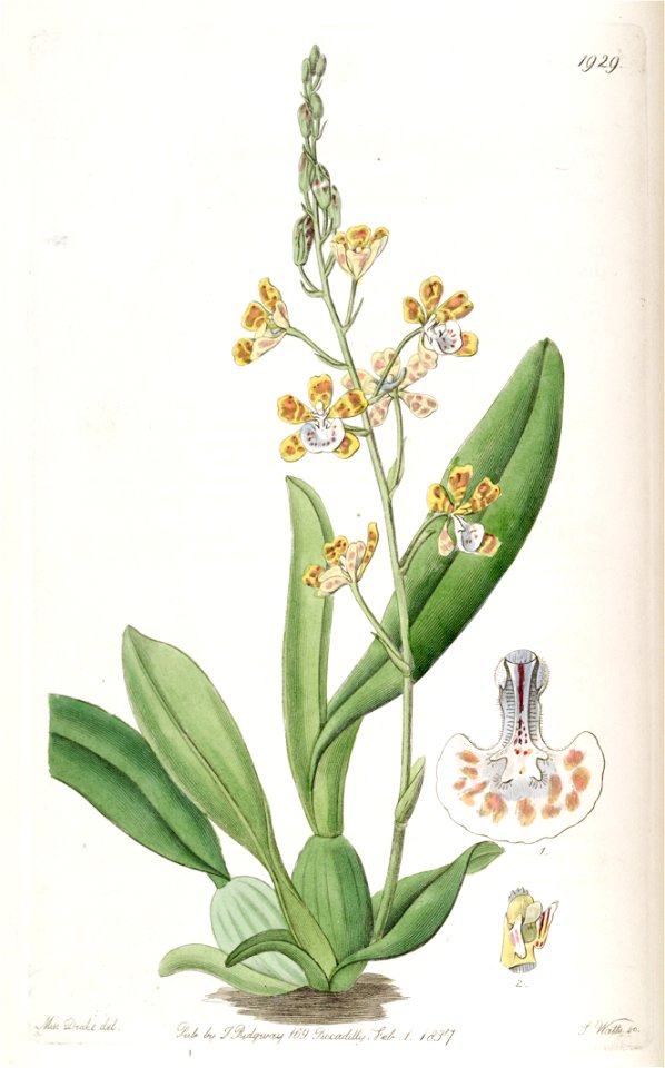 Solenidium lunatum (as Oncidium lunatum) - Edwards vol 23 pl 1929 (1837)
