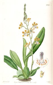 Solenidium lunatum (as Oncidium lunatum) - Edwards vol 23 pl 1929 (1837). Free illustration for personal and commercial use.