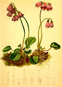 Soldanella alpina Atlas Alpenflora