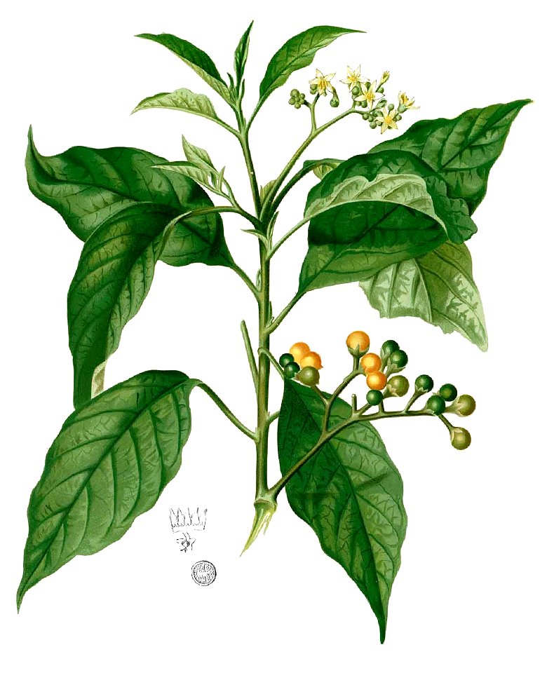 Solanum erianthum Blanco1.86-cropped