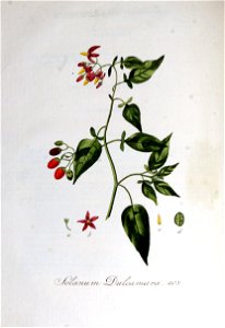 Solanum dulcamara — Flora Batava — Volume v6