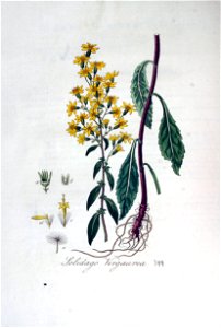 Solidago virgaurea — Flora Batava — Volume v5