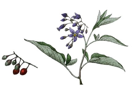Solanum dulcamara L ag1. Free illustration for personal and commercial use.