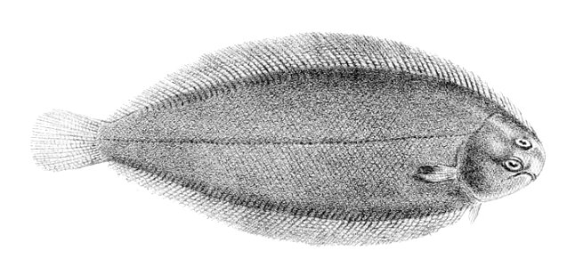 Solea solea1