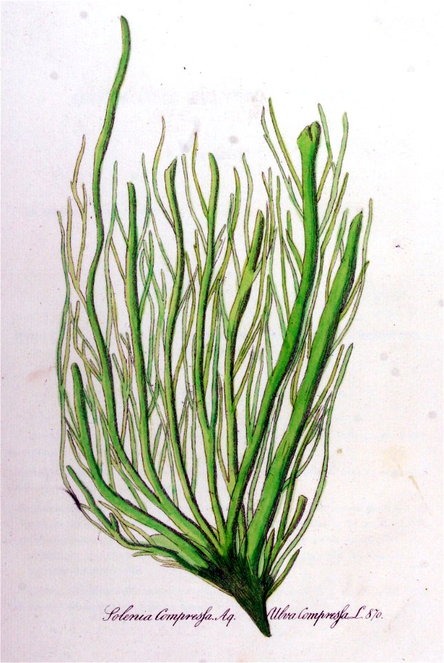 Solenia compressa — Flora Batava — Volume v11