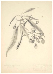 Solanum aviculare (Poropora). (1890s). by Emily Cumming Harris