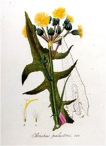 Sonchus palustris — Flora Batava — Volume v8. Free illustration for personal and commercial use.