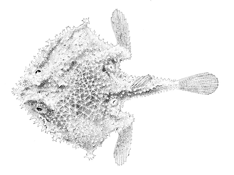 Solocisquama stellulata