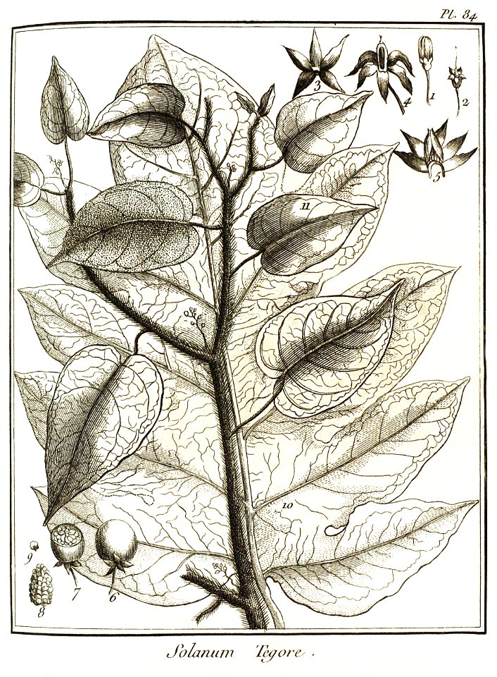 Solanum tegore Aublet 1775 pl 84