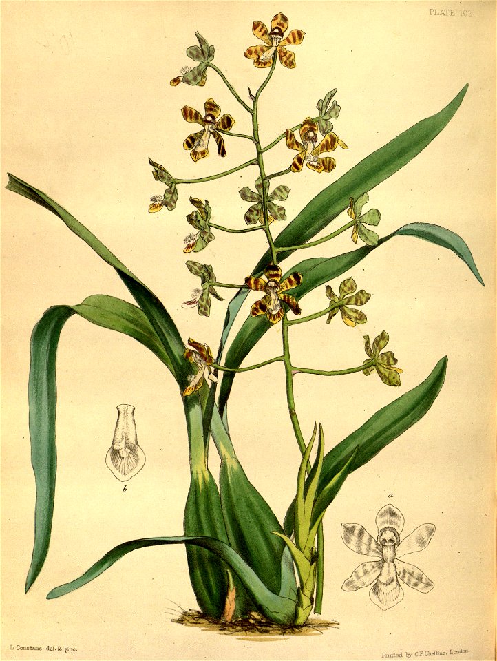 Solenidium racemosum Paxton 102