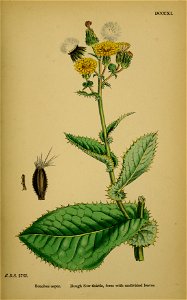 Sonchus asper ssp asper