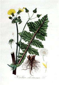 Sonchus oleraceus — Flora Batava — Volume v3