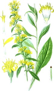 Solidago virgaurea ssp virgaurea clean no-description