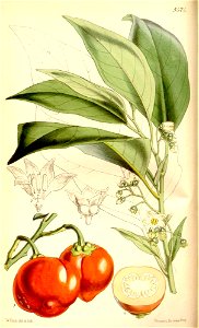 Solanum uporo