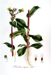 Sonchus asper — Flora Batava — Volume v7