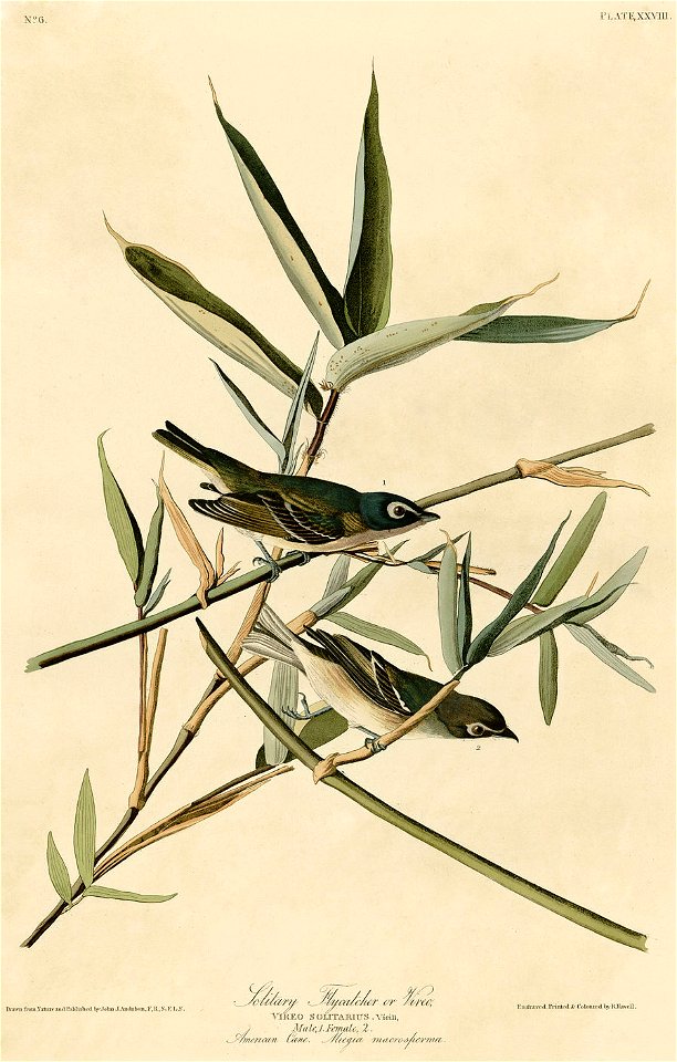 Solitary Flycatcher or Vireo (Audubon)