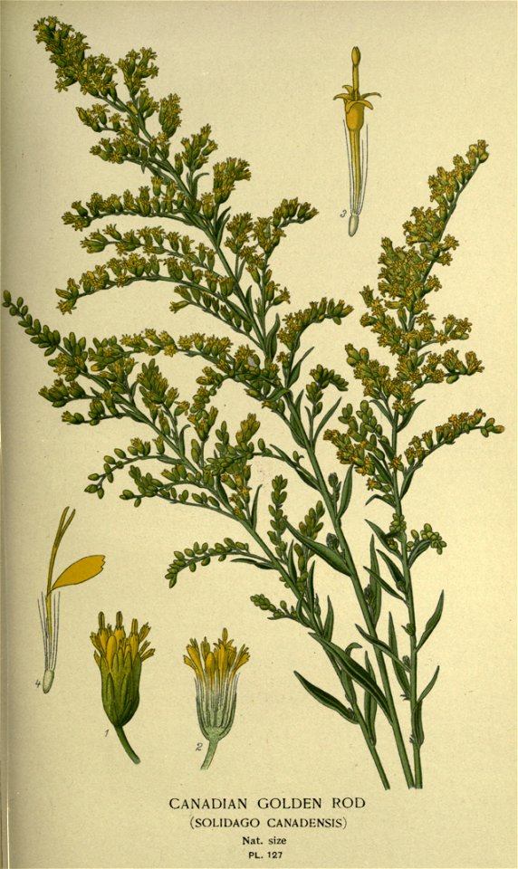 Solidago canadense