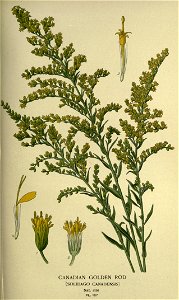 Solidago canadense
