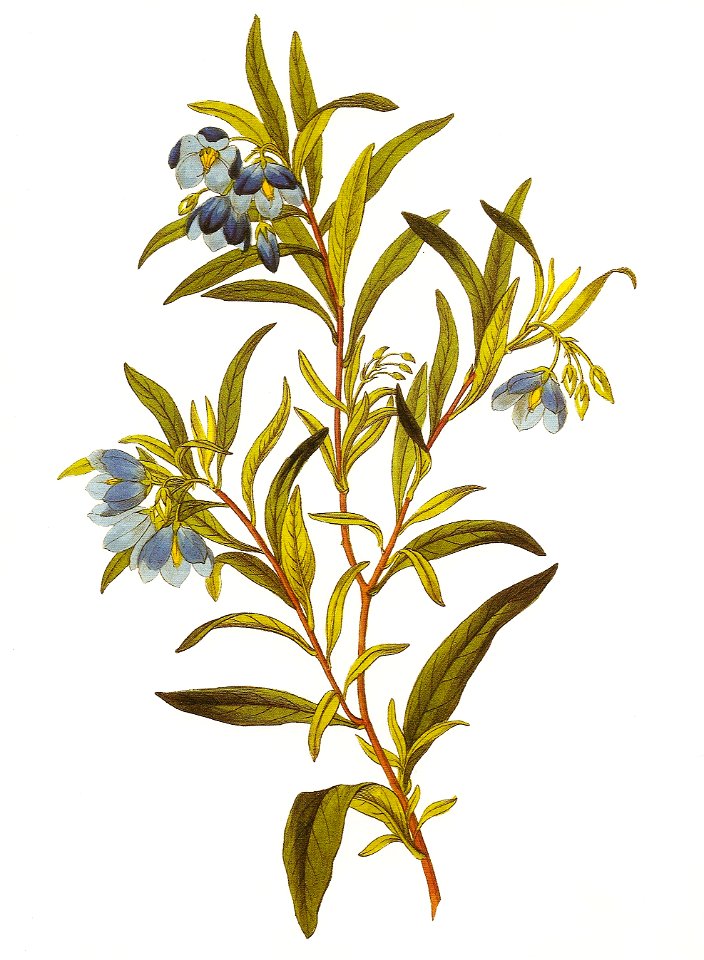 Sollya linearis RHS