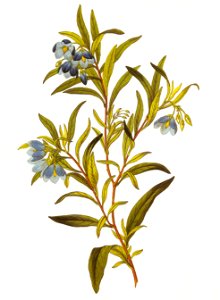 Sollya linearis RHS