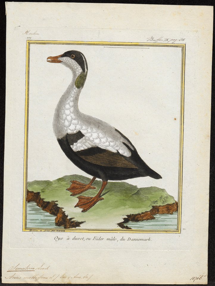 Somateria mollissima - 1700-1880 - Print - Iconographia Zoologica - Special Collections University of Amsterdam - UBA01 IZ17700103