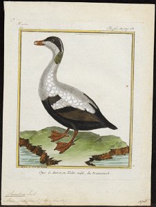 Somateria mollissima - 1700-1880 - Print - Iconographia Zoologica - Special Collections University of Amsterdam - UBA01 IZ17700103